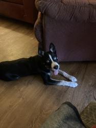 Lost Male Dog last seen Frazier. Makenzie bbq, Conroe, TX 77301