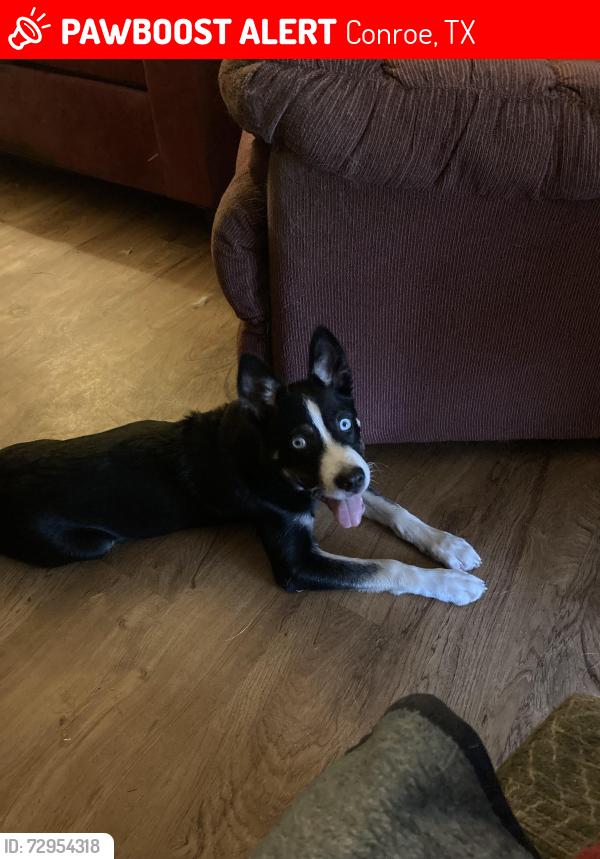 Lost Male Dog last seen Frazier. Makenzie bbq, Conroe, TX 77301
