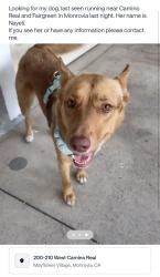 Lost Female Dog last seen Camino Real , Mayflower Village, CA 91016