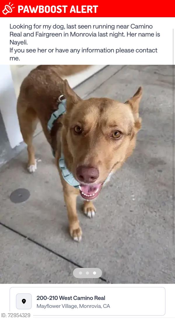 Lost Female Dog last seen Camino Real , Mayflower Village, CA 91016