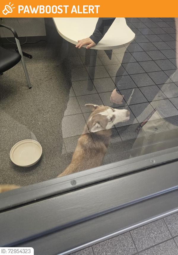 Found/Stray Unknown Dog last seen Apple ford white bear lake, White Bear Lake, MN 55110
