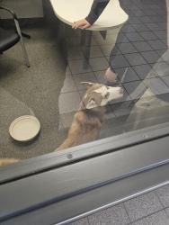 Found/Stray Unknown Dog last seen Apple ford white bear lake, White Bear Lake, MN 55110