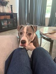 Found/Stray Female Dog last seen Cimarron mesa lane, Montgomery County, TX 77354