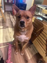 Lost Female Dog last seen Weatherford, TX, Weatherford, TX 76087