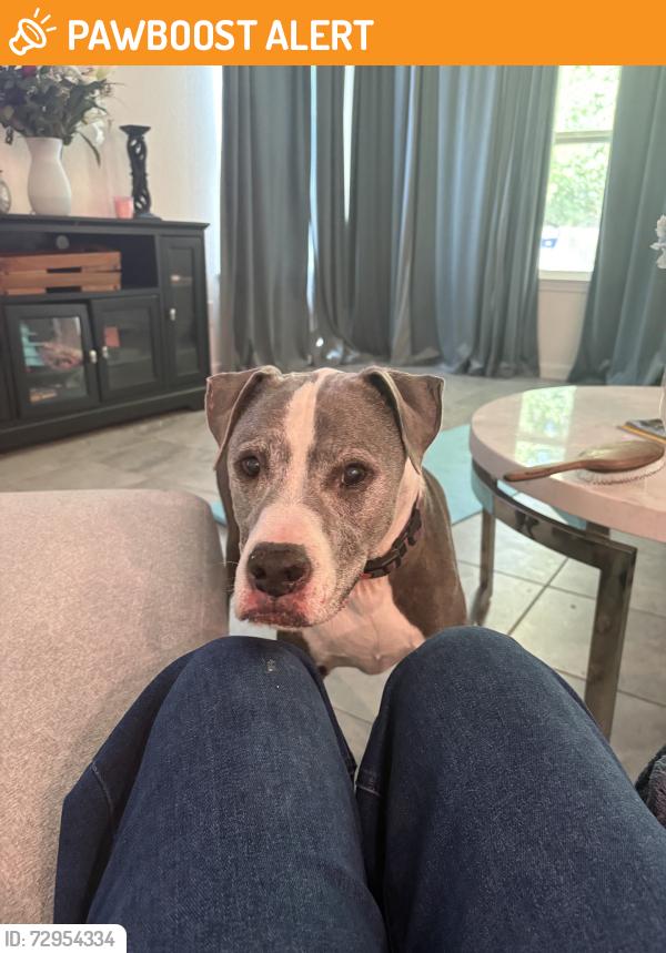 Found/Stray Female Dog last seen Cimarron mesa lane, Montgomery County, TX 77354