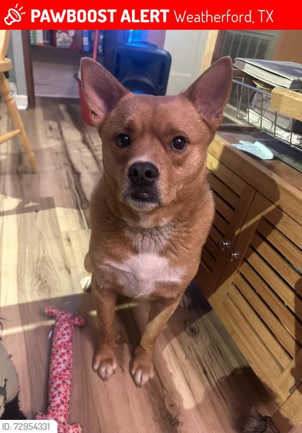 Lost Female Dog last seen Weatherford, TX, Weatherford, TX 76087