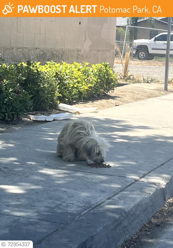 Found/Stray Unknown Dog last seen Near super q, Potomac Park, CA 93306