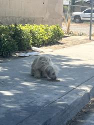Found/Stray Unknown Dog last seen Near super q, Potomac Park, CA 93306