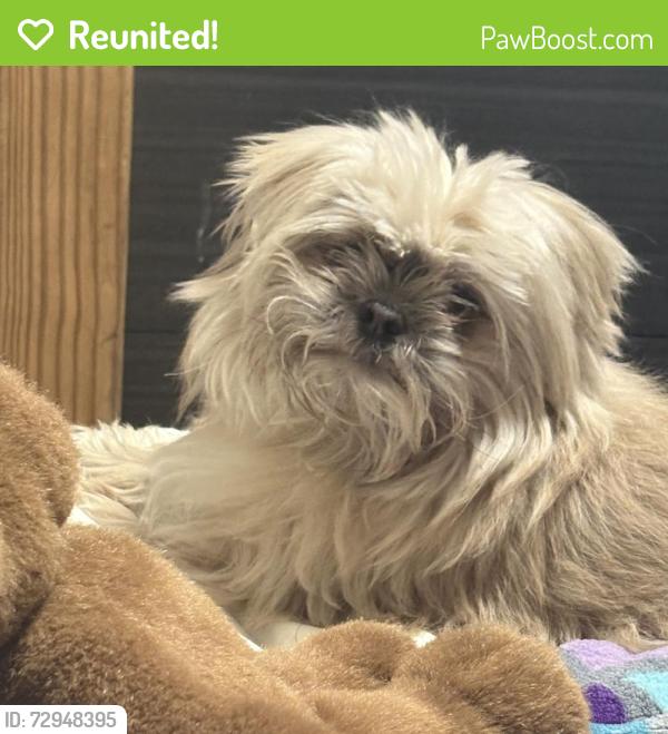 Reunited Male Dog last seen Near S Central Park Ave, Chicago, IL 60623, USA, Chicago, IL 60623