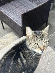 Reunited Unknown Cat last seen In the gardens behind hses on Hornsey rise gardens, Greater London, England N19