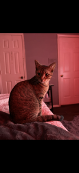 Lost Female Cat last seen Bandera and netch, Plano, TX 75074