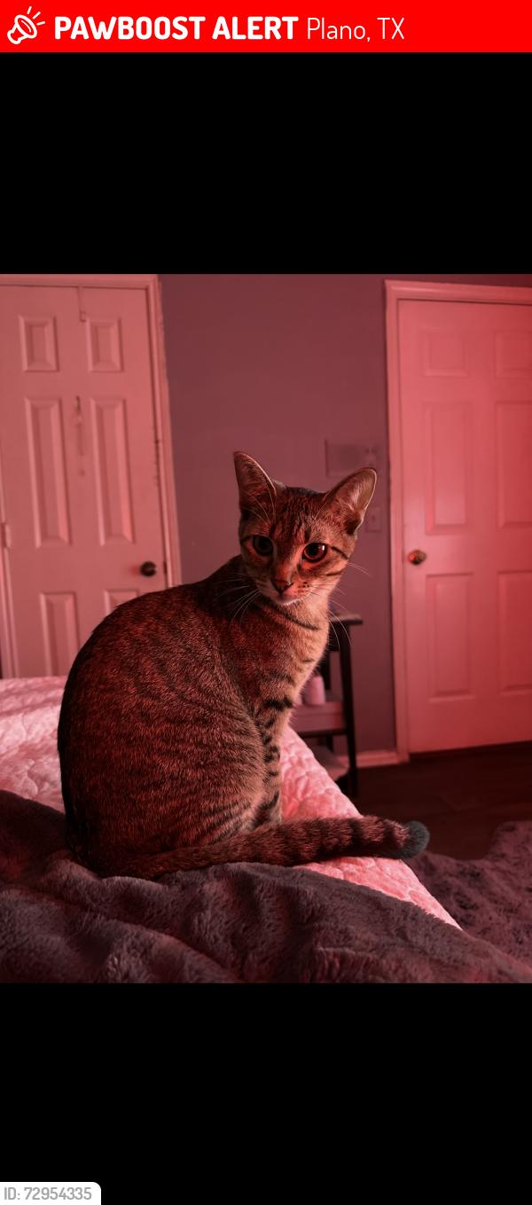 Lost Female Cat last seen Bandera and netch, Plano, TX 75074