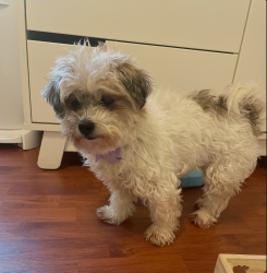 Lost Female Dog last seen 94th street and 4th Ave Miami Shores, Miami Shores, FL 33138