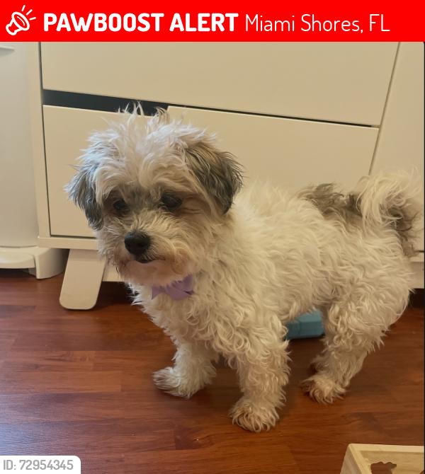 Lost Female Dog last seen 94th street and 4th Ave Miami Shores, Miami Shores, FL 33138