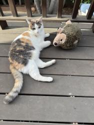 Lost Female Cat last seen G and Granada, San Diego, CA 92102