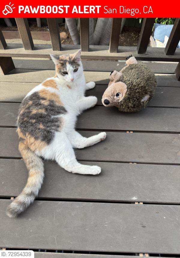 Lost Female Cat last seen G and Granada, San Diego, CA 92102