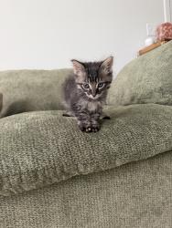Reunited Male Cat last seen Avion apmts, Bozeman, MT 59718