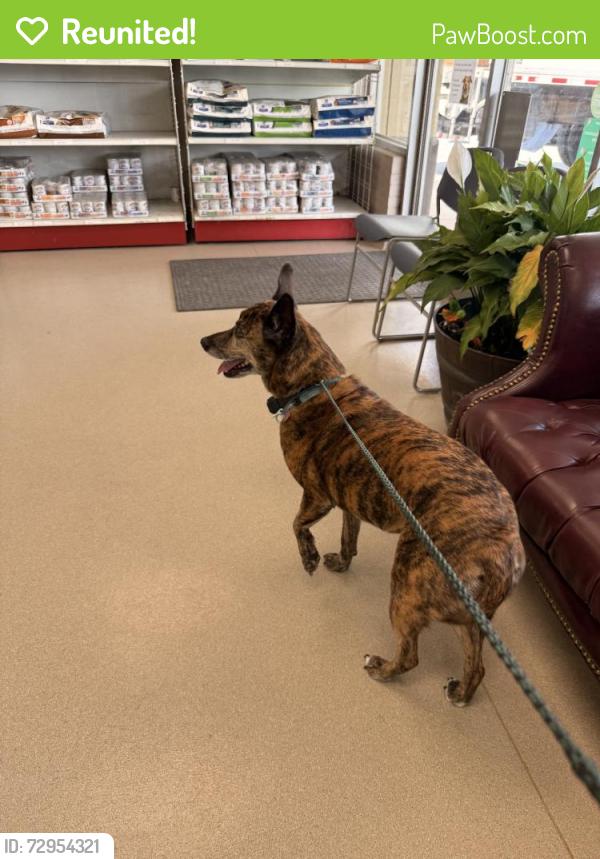 Reunited Female Dog last seen Brenton Ave, Memphis, TN, USA, Memphis, TN 38120
