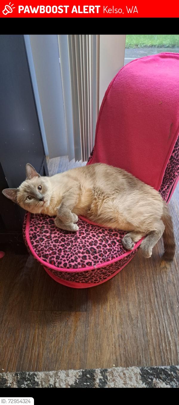 Lost Female Cat last seen Country Run apmts , Kelso, WA 98626