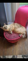 Lost Female Cat last seen Country Run apmts , Kelso, WA 98626