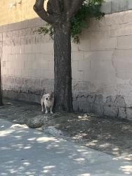 Found/Stray Unknown Dog last seen Super q, Bakersfield, CA 93307