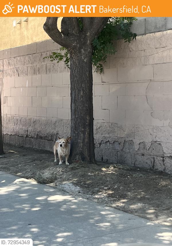 Found/Stray Unknown Dog last seen Super q, Bakersfield, CA 93307