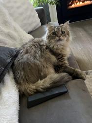 Reunited Male Cat last seen Warrington ridge ,Kelly rd 18976, Warrington, PA 18976
