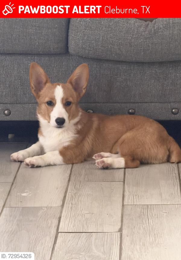 Lost Male Dog last seen Euclid, Buffalo, Poindexter, Turner, Bales, Marengo, Cleburne, TX 76033
