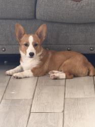 Lost Male Dog last seen Euclid, Buffalo, Poindexter, Turner, Bales, Marengo, Cleburne, TX 76033