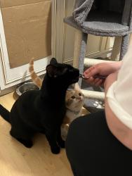 Reunited Male Cat last seen Radcliffe, Radcliffe, England M26 3TP