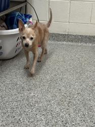 Shelter Stray Unknown Dog last seen Knoxville, TN 37917, Knoxville, TN 37919