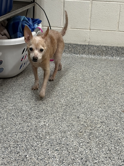 Shelter Stray Unknown Dog last seen Knoxville, TN 37917, Knoxville, TN 37919