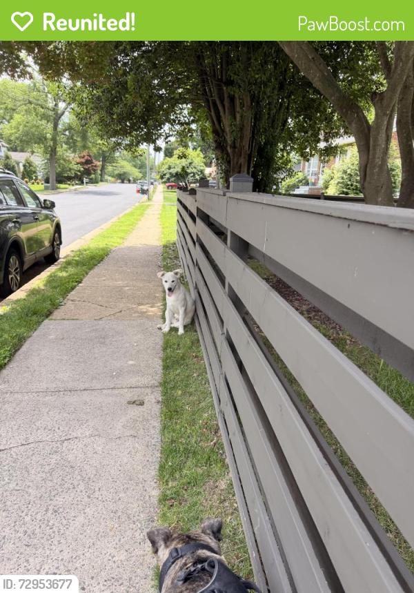 Reunited Unknown Dog last seen Nutley ST & Malcom Rd Vienna Va , Vienna, VA 22180