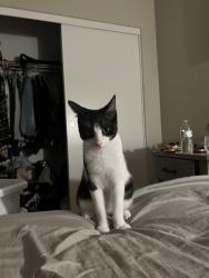 Lost Male Cat last seen E Palomar/Olympic , Chula Vista, CA 91913
