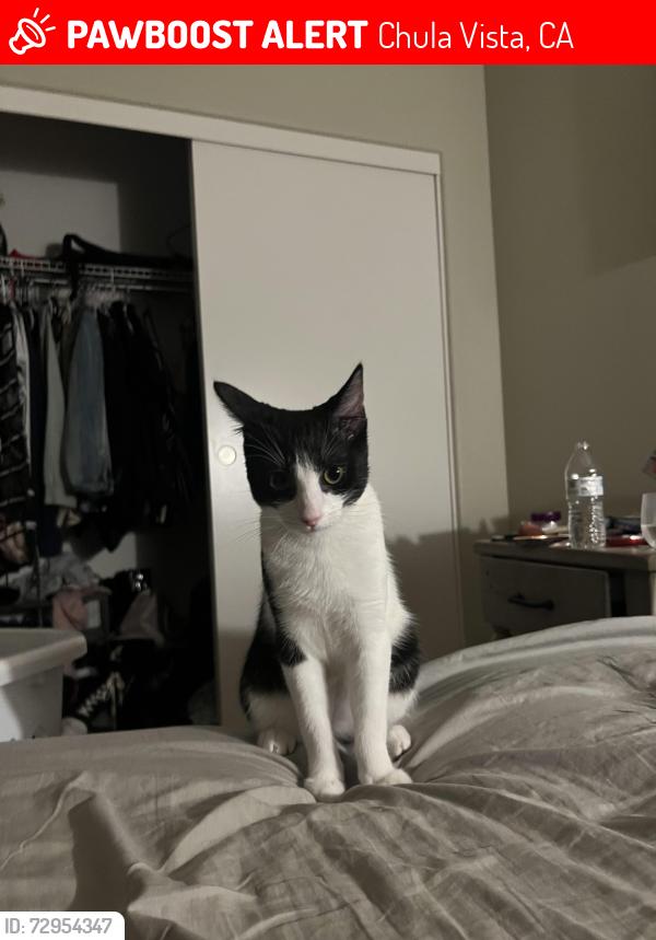 Lost Male Cat last seen E Palomar/Olympic , Chula Vista, CA 91913