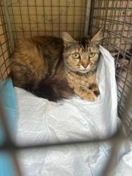 Shelter Stray Female Cat last seen Knoxville, TN 37996, Knoxville, TN 37919