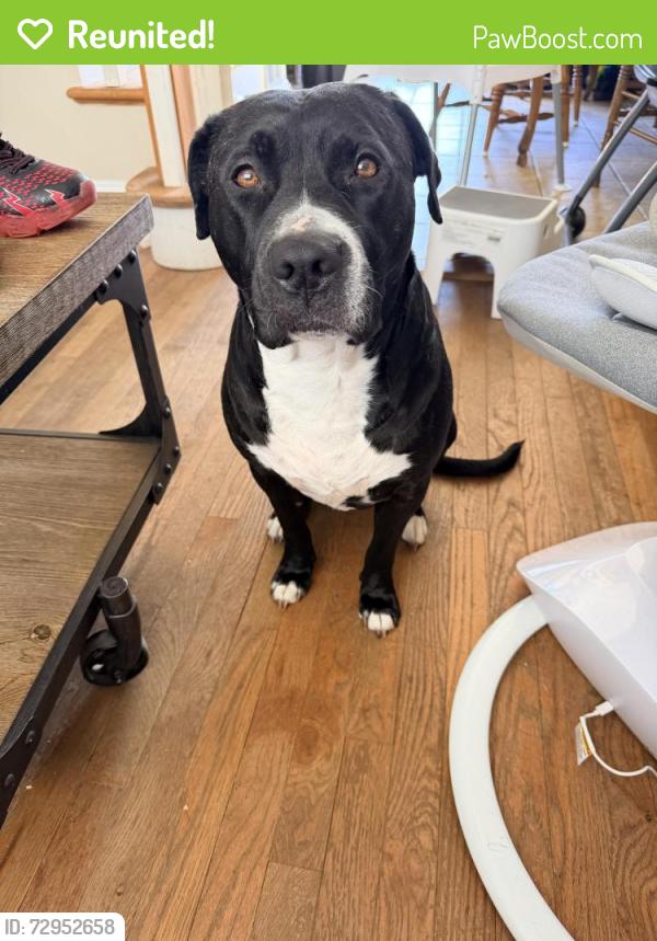 Reunited Female Dog last seen Peter st. , Seaford, NY 11783