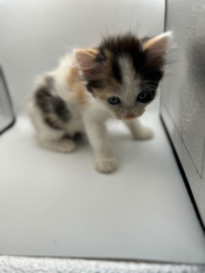 Shelter Stray Unknown Cat last seen Knoxville, TN 37996, Knoxville, TN 37919