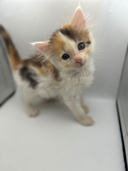 Shelter Stray Female Cat last seen Knoxville, TN 37996, Knoxville, TN 37919