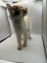 Shelter Stray Female Cat last seen Knoxville, TN 37996, Knoxville, TN 37919