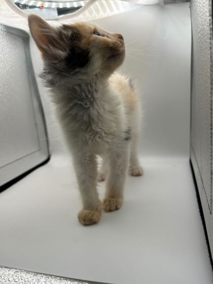 Shelter Stray Female Cat last seen Knoxville, TN 37996, Knoxville, TN 37919