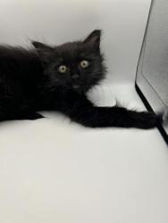 Shelter Stray Unknown Cat last seen Knoxville, TN 37996, Knoxville, TN 37919