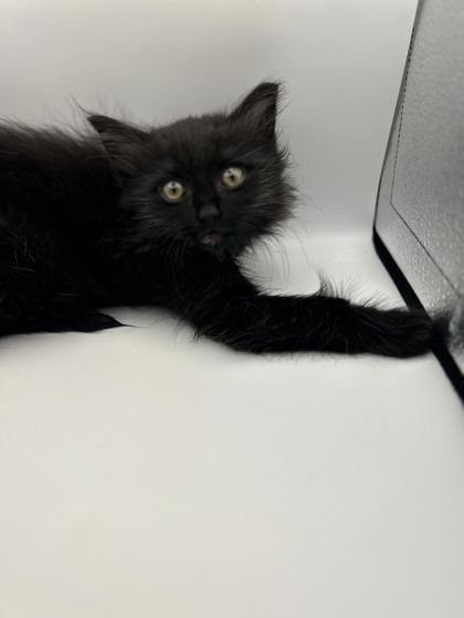 Shelter Stray Unknown Cat last seen Knoxville, TN 37996, Knoxville, TN 37919