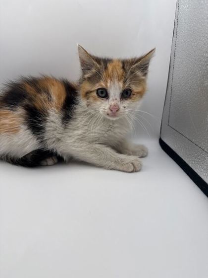 Shelter Stray Female Cat last seen Knoxville, TN 37918, Knoxville, TN 37919