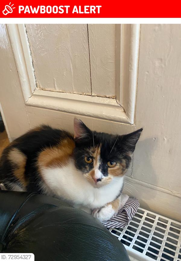 Lost Female Cat last seen Queens Road , Saint Thomas, England EX2