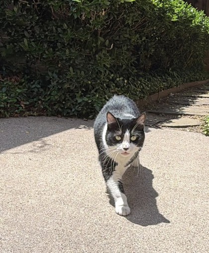 Shelter Stray Unknown Cat last seen Coppell, TX 75019, Coppell, TX 75019