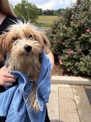 Shelter Stray Male Dog last seen Liberty, SC 29657, Pickens, SC 29671