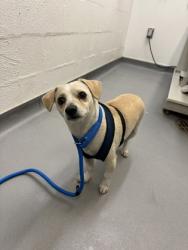 Shelter Stray Male Dog last seen Seattle, WA 98104, Seattle, WA 98119