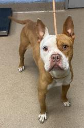 Shelter Stray Male Dog last seen Near Emerald Lake Drive Decatur, 30035, 30035, GA, Atlanta, GA 30341