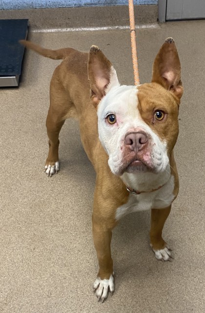 Shelter Stray Male Dog last seen Near Emerald Lake Drive Decatur, 30035, 30035, GA, Atlanta, GA 30341
